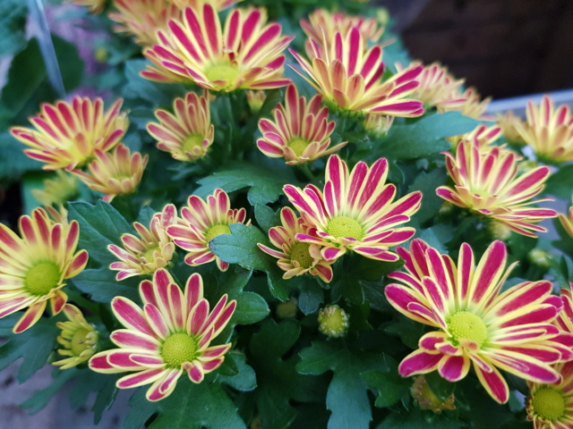 Chrysanthème - Page 6 20191024