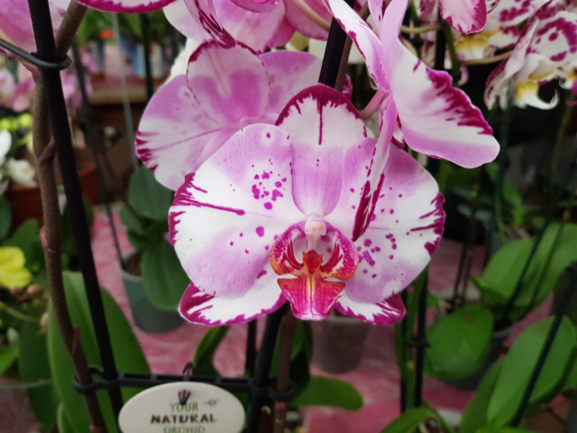 Phalaenopsis - Page 39 20200135