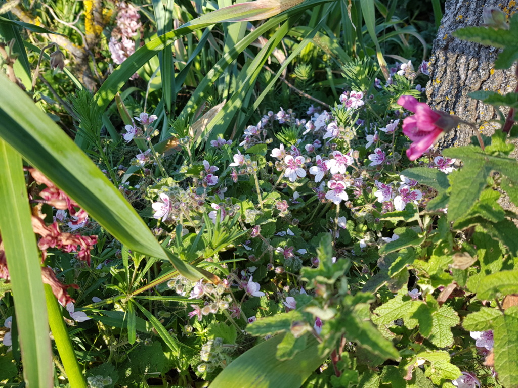 erodium pelargoniflorum 20200412