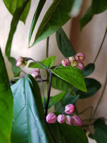 Clerodendrum x speciosum 20200630