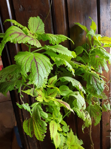 les plantes d'intérieur de vally 20201029