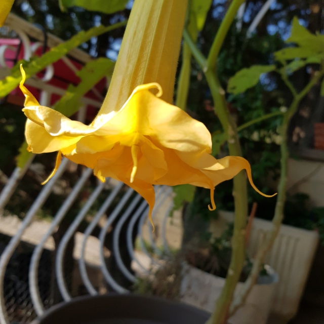 Le brugmansia  - Page 5 20211113