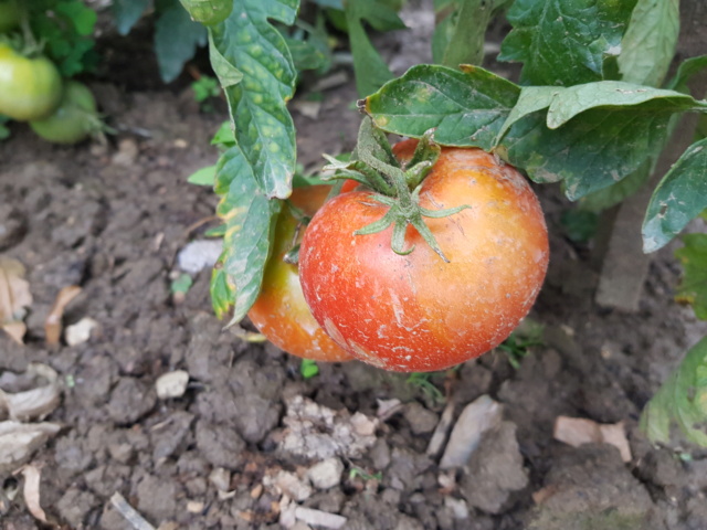 Tomates 2019 à 2023 20220614