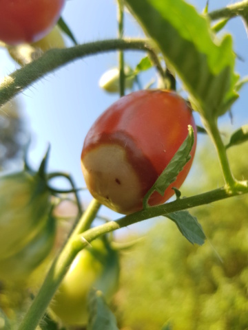 tomates taches 20220810