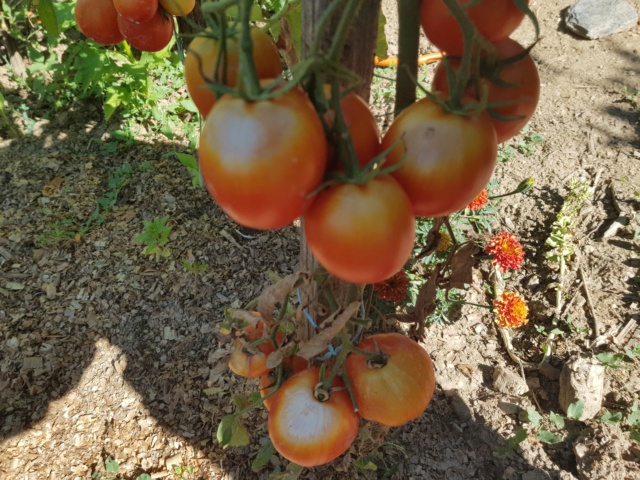 Tomates 2019 - 2020 - 2021 - 2022 - Page 6 20220812