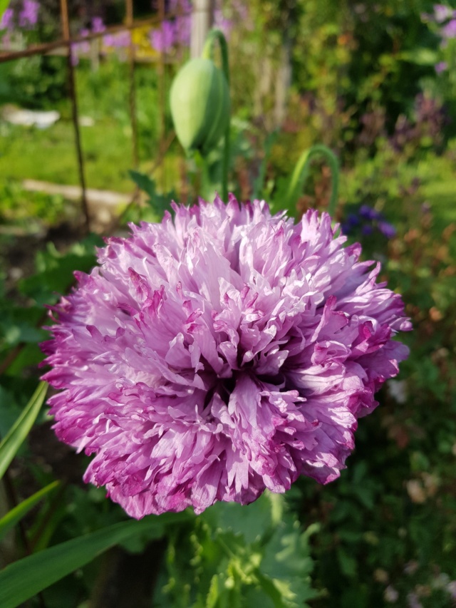 Papaver somniferum Pavot_10