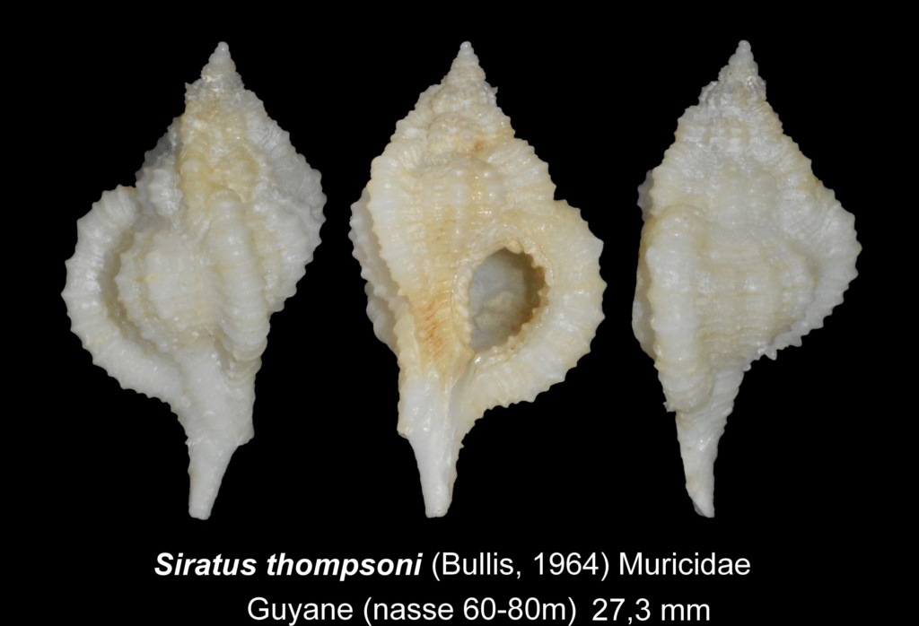 Muricidae  Muricinae Siratus - Discussion sur le genre, la planche Murici10