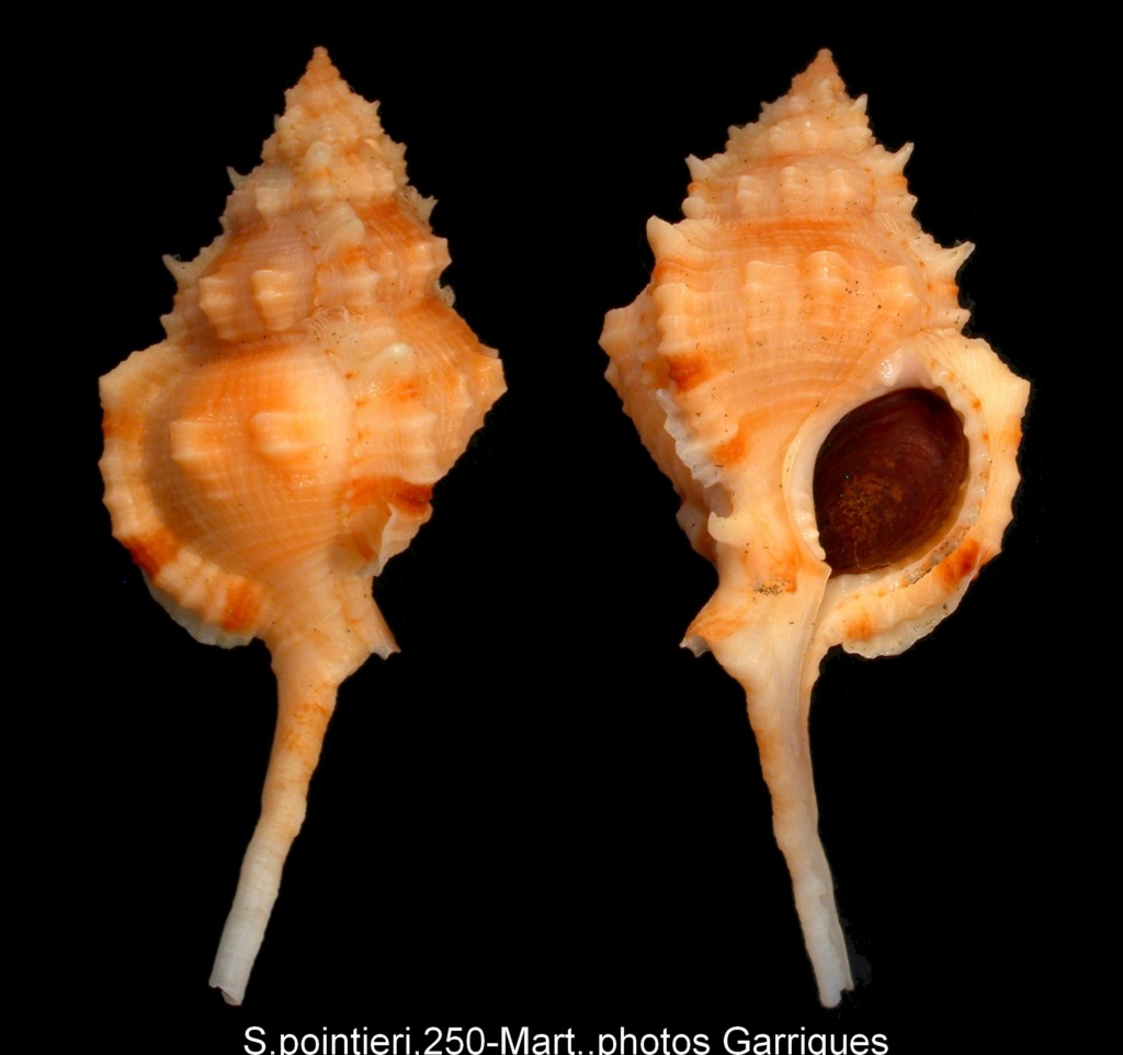 Muricidae  Muricinae Siratus - Discussion sur le genre, la planche Siratu10