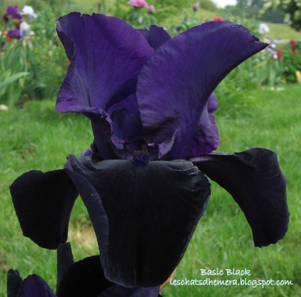 Iris 'Black Swan' (noir-violet 2 Cugan) [identification] Basic_10