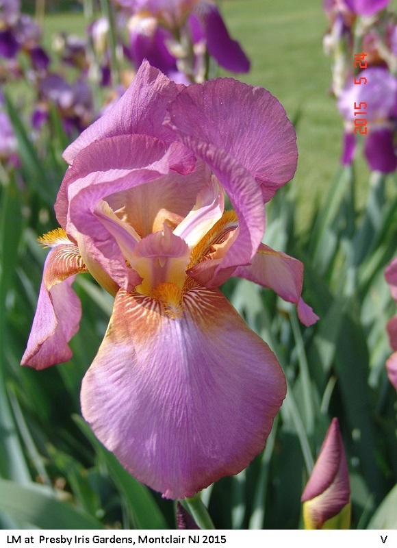 Iris ' Melanie'  de Flora [identification] - Page 2 China-10
