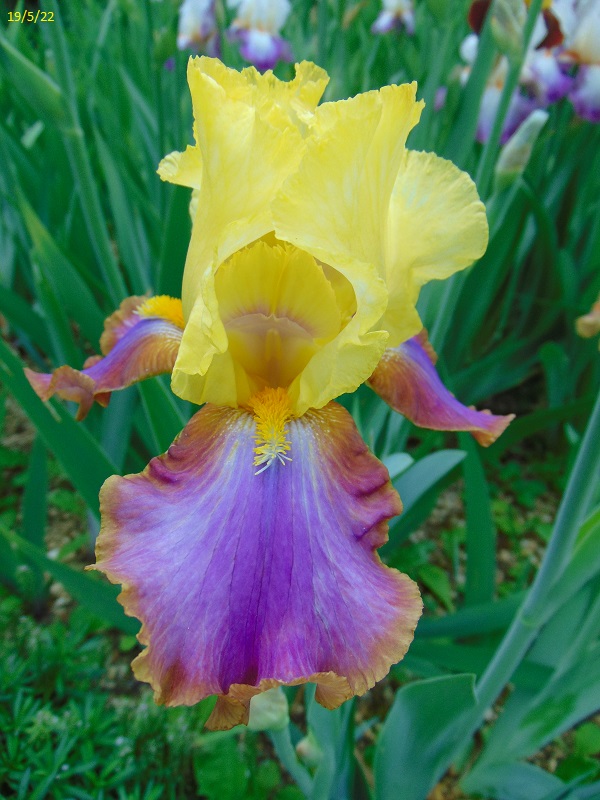 Iris 'Intrepide' - Cayeux 2000 Dsc00024