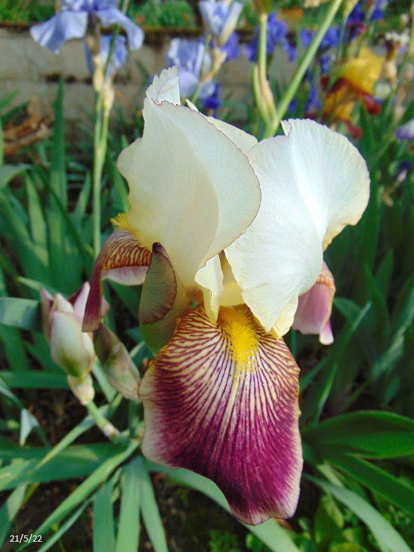 Iris tardifs dans votre jardin Dsc00031