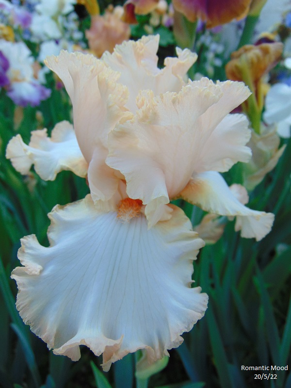 Iris tardifs dans votre jardin Dsc00032