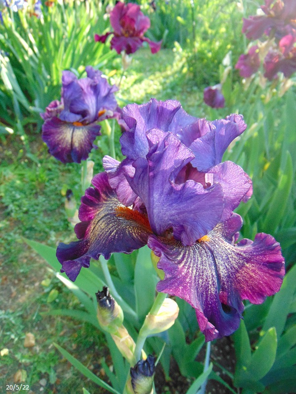 Iris tardifs dans votre jardin Dsc00033