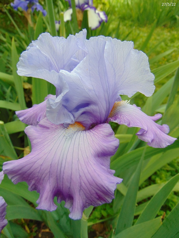 Iris tardifs dans votre jardin Dsc00111