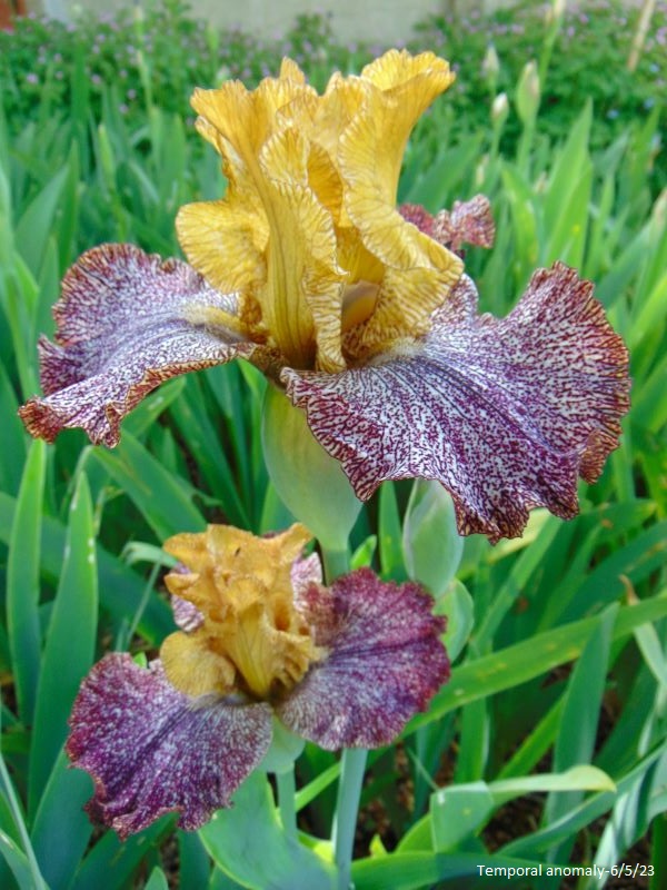 Iris 'Temporal Anomaly' - Tasco 2007 Dsc00113