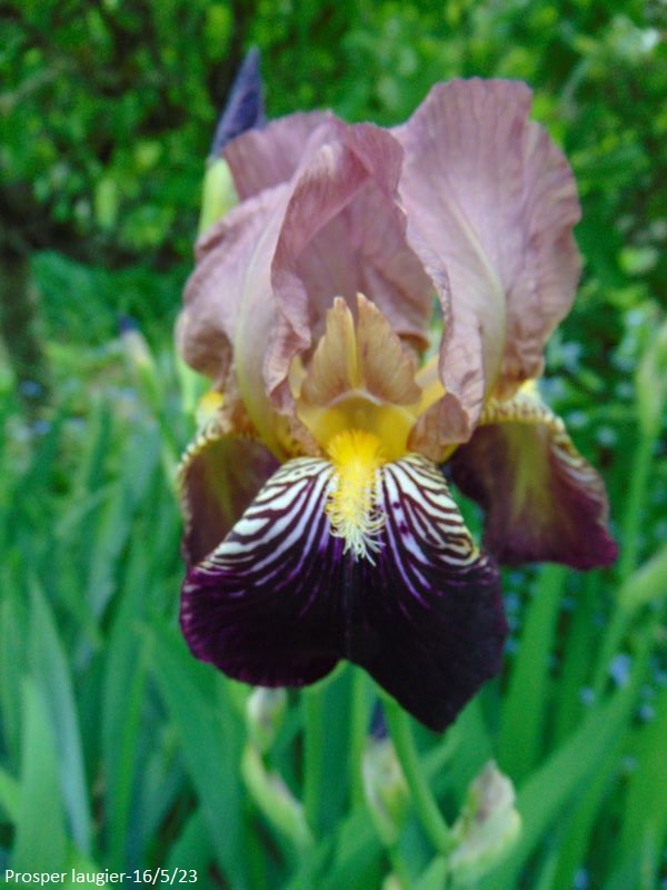 Iris 'Prosper Laugier' - Verdier 1914 - Page 2 Dsc00152