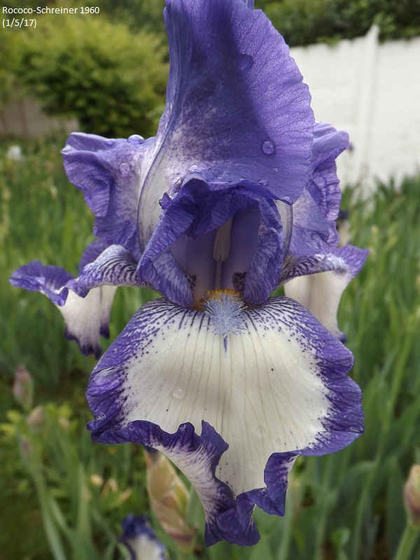 Iris ' Rococo' [Identification]  Dscf2311