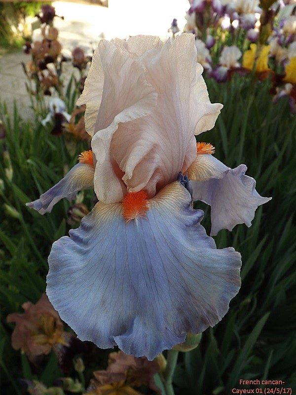 Iris 'Celebration Song' (Flora) [identification] Dscf2712