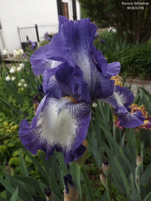 Iris 'Rococo' - Schreiner 1959 Dscf3517