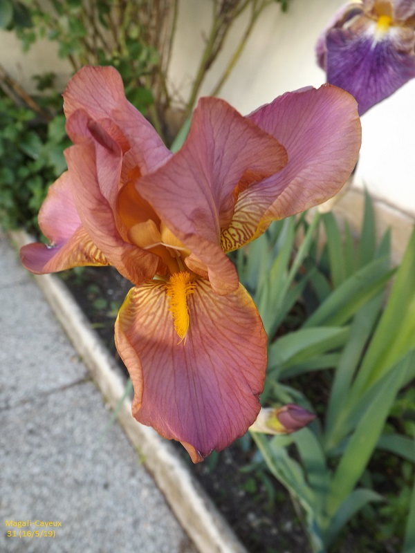 Iris ' Melanie'  de Flora [identification] - Page 2 Dscf3619