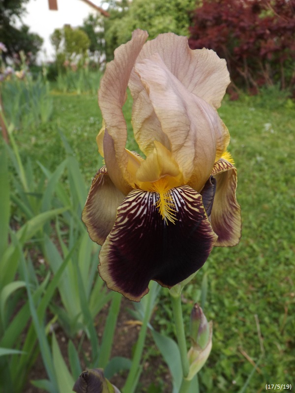 Iris variegata beige et violet - Flora et Lilou [identification en cours] - Page 2 Dscf3620