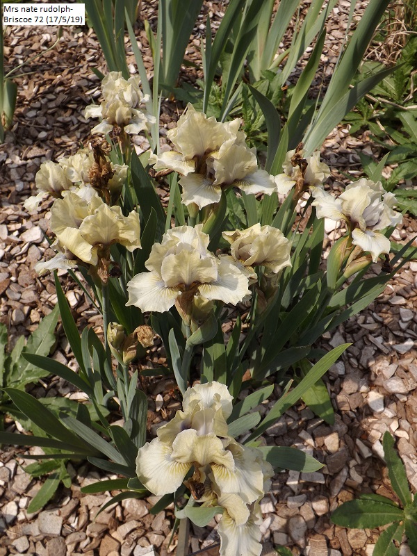 Les iris du Jardin Botanique de Mulhouse Dscf3623
