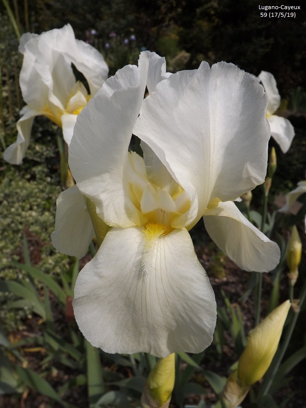 Les iris du Jardin Botanique de Mulhouse Dscf3625