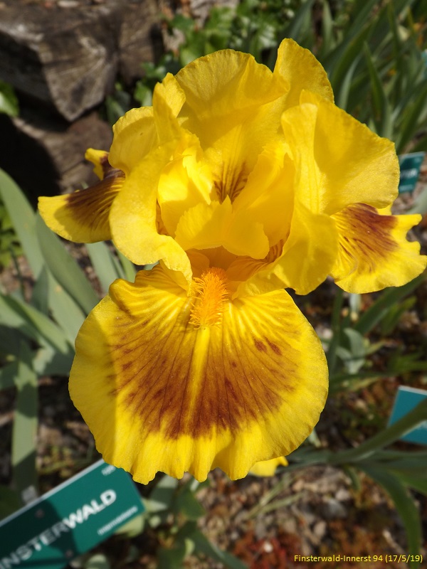 Les iris du Jardin Botanique de Mulhouse Dscf3626
