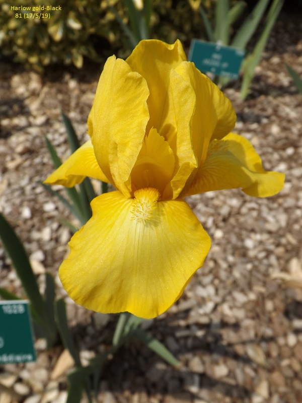 Les iris du Jardin Botanique de Mulhouse Dscf3630
