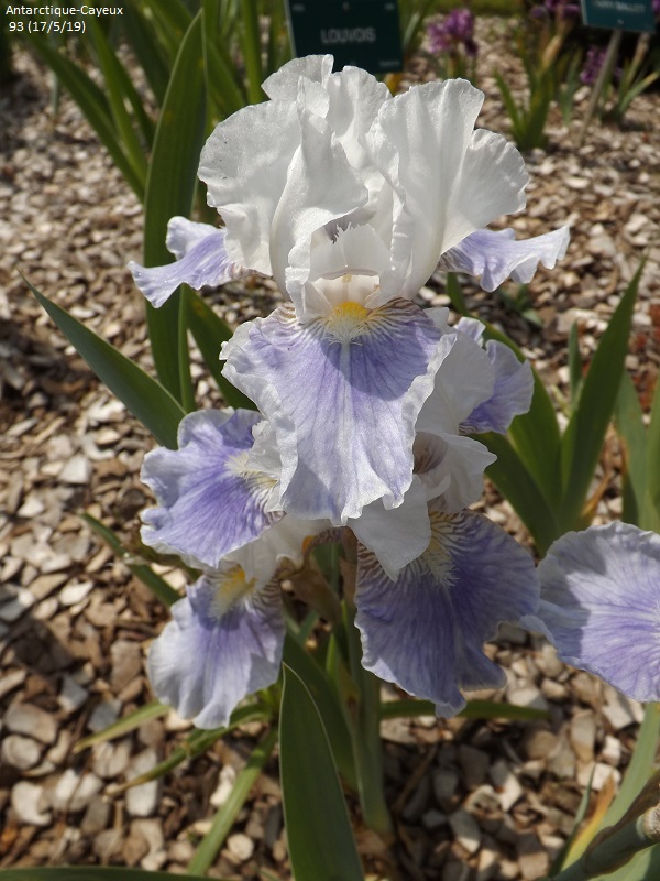 Les iris du Jardin Botanique de Mulhouse Dscf3631