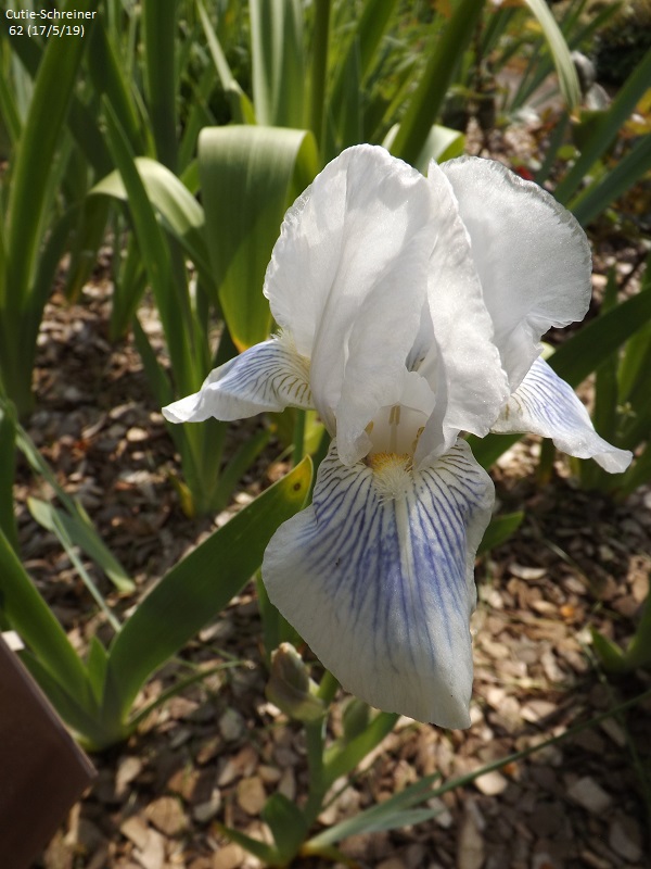 Iris 'Cutie' (IB) (Kawan 109)[identification] Dscf3633