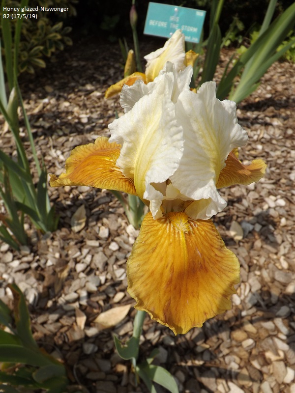 Les iris du Jardin Botanique de Mulhouse Dscf3635