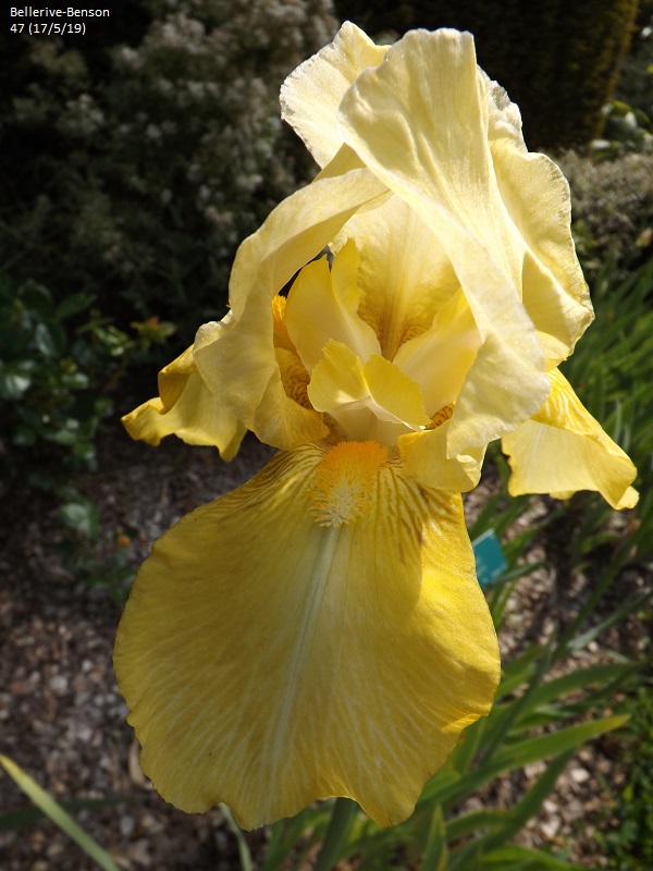 Les iris du Jardin Botanique de Mulhouse Dscf3638