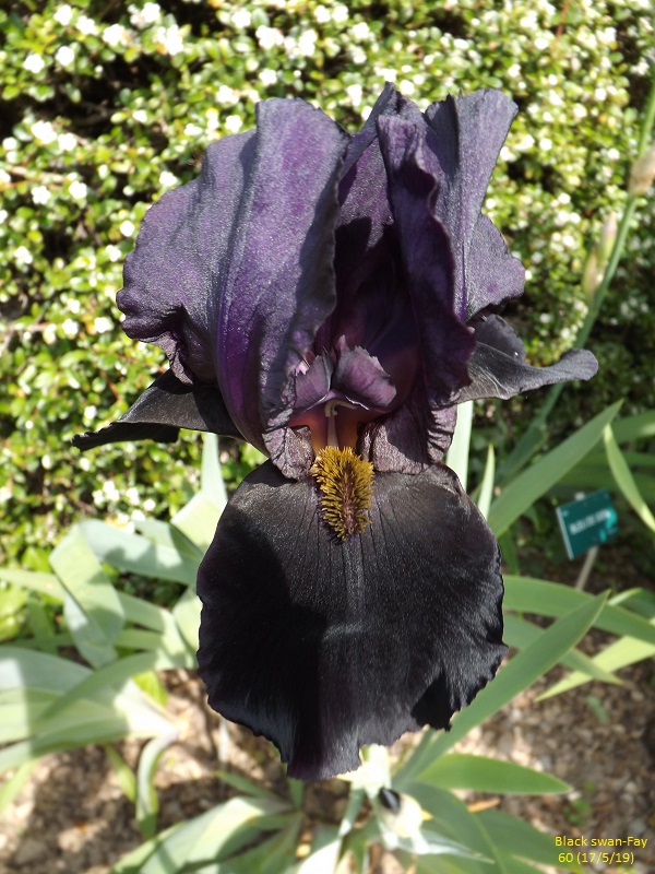 Les iris du Jardin Botanique de Mulhouse Dscf3639