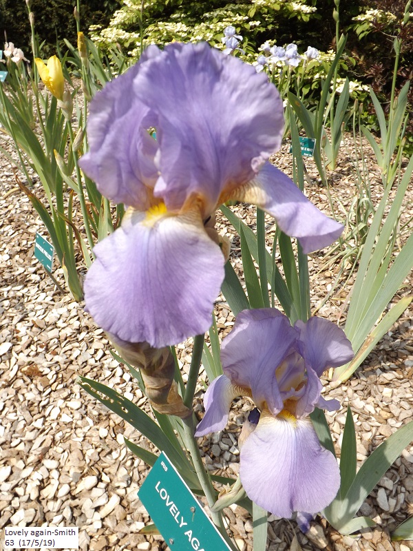 Les iris du Jardin Botanique de Mulhouse Dscf3642