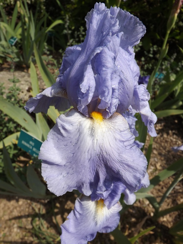 Les iris du Jardin Botanique de Mulhouse Dscf3646