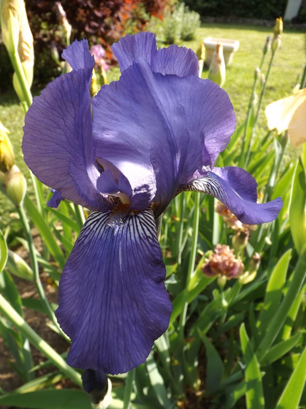 Iris 'Safi' Jean Cayeux 1950 [Identification] Dscf3838