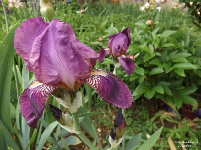 Iris 'Imperator' - Ferdinand Cayeux 1922 Dscf3852
