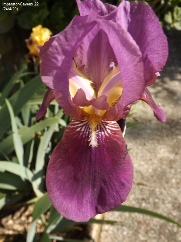 Iris 'Imperator' - Ferdinand Cayeux 1922 Dscf4134