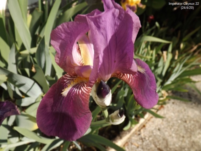 Iris 'Imperator' - Ferdinand Cayeux 1922 Dscf4135