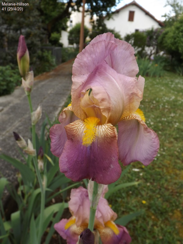 Iris ' Melanie'  de Flora [identification] - Page 2 Dscf4163