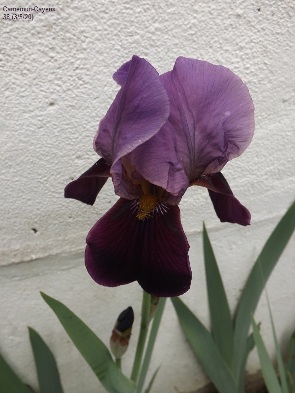 Iris 'Cameroun' - Cayeux 1938 Dscf4259