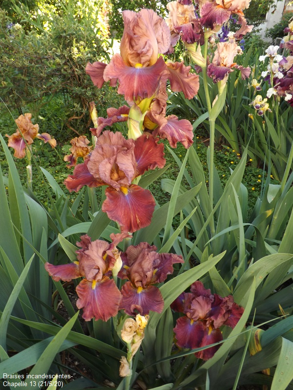 Iris 'Braises Incandescentes' - Alain Chapelle 2013 Dscf4419