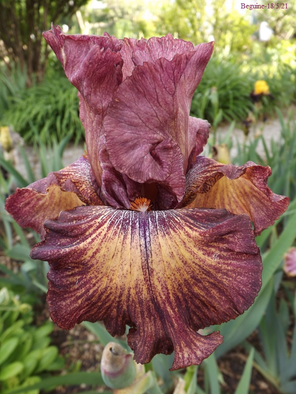 Iris 'Beguine' - Keppel 1987 Dscf4540