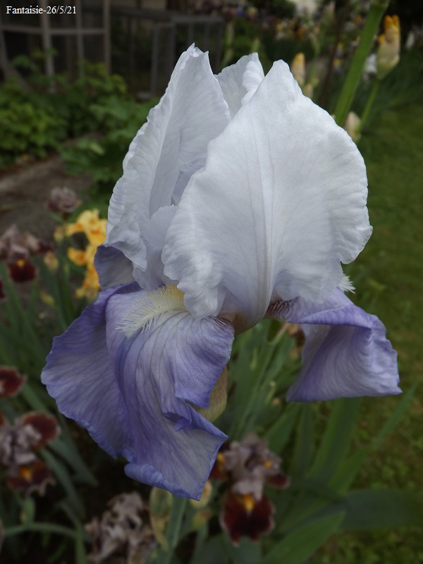 Iris 'Fantaisie' (Kawan 114) [identification] Dscf4653
