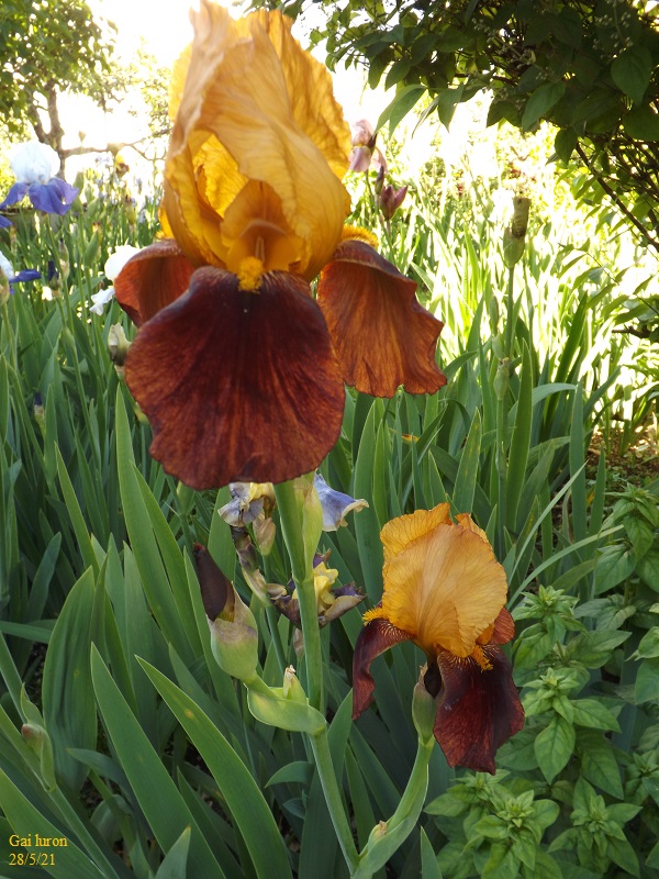 Iris 'Gai Luron' - 3 de Cugan [identification] Dscf4716