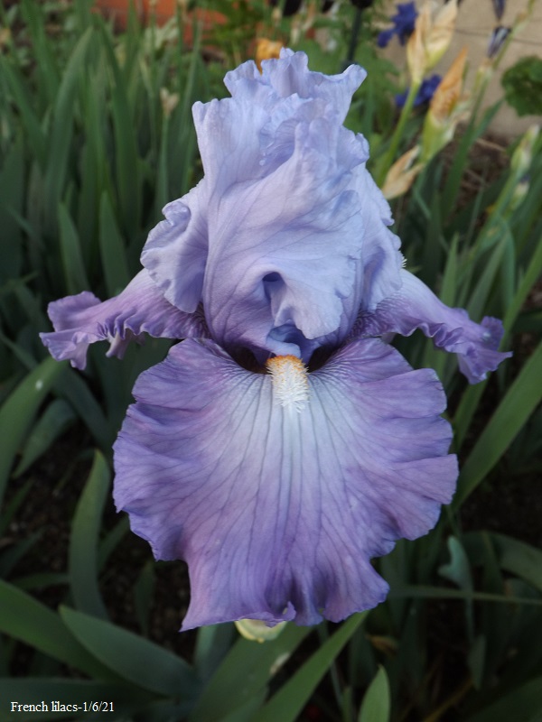 Iris 'French Lilacs' - Keith Keppel 2007 Dscf4770