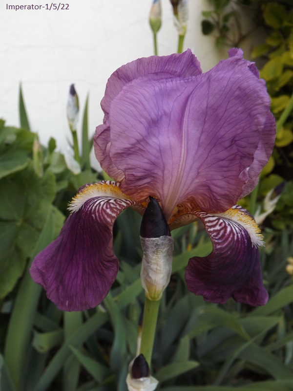 Iris 'Imperator' - Ferdinand Cayeux 1922 Dscf4845