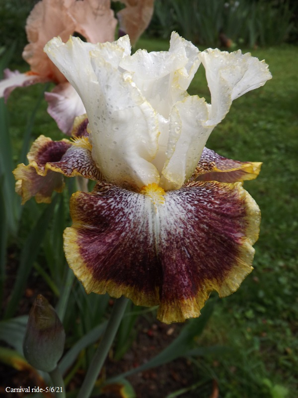 Iris tardifs dans votre jardin Dscf4849